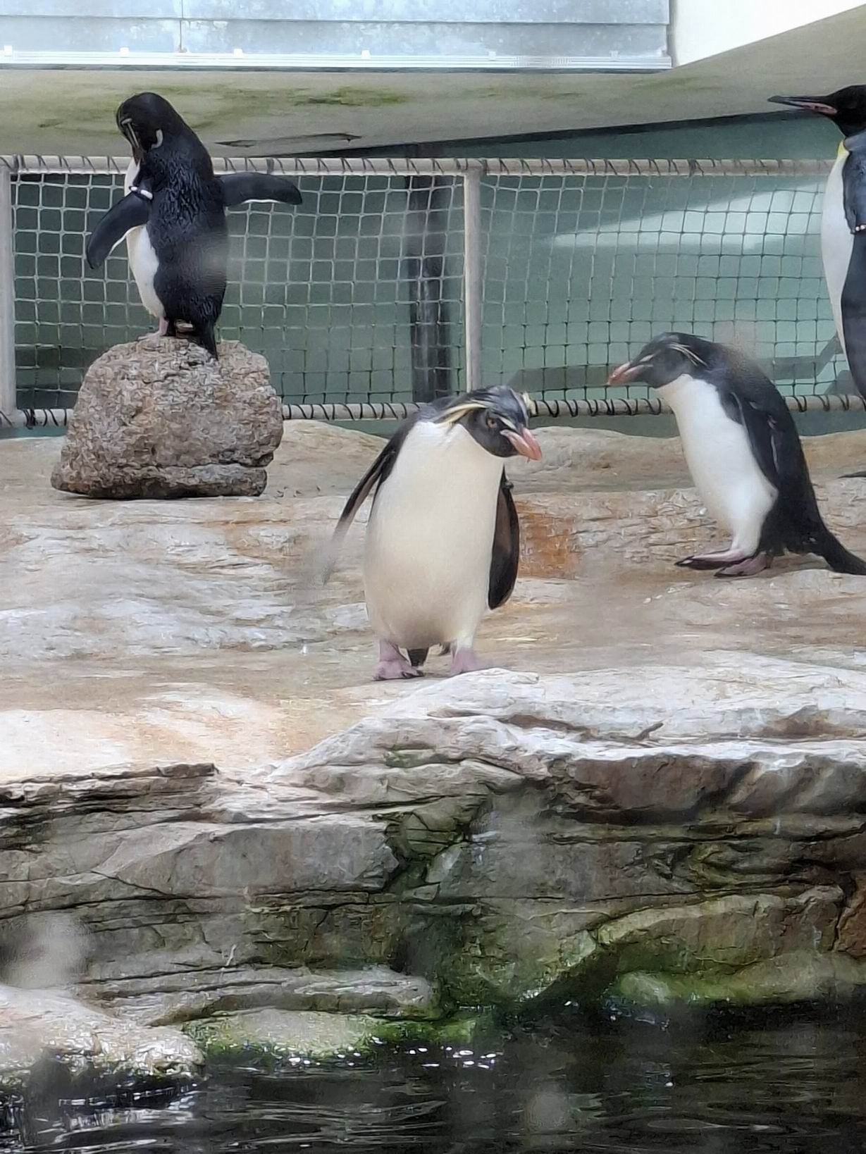 27 ZOO Vídeň