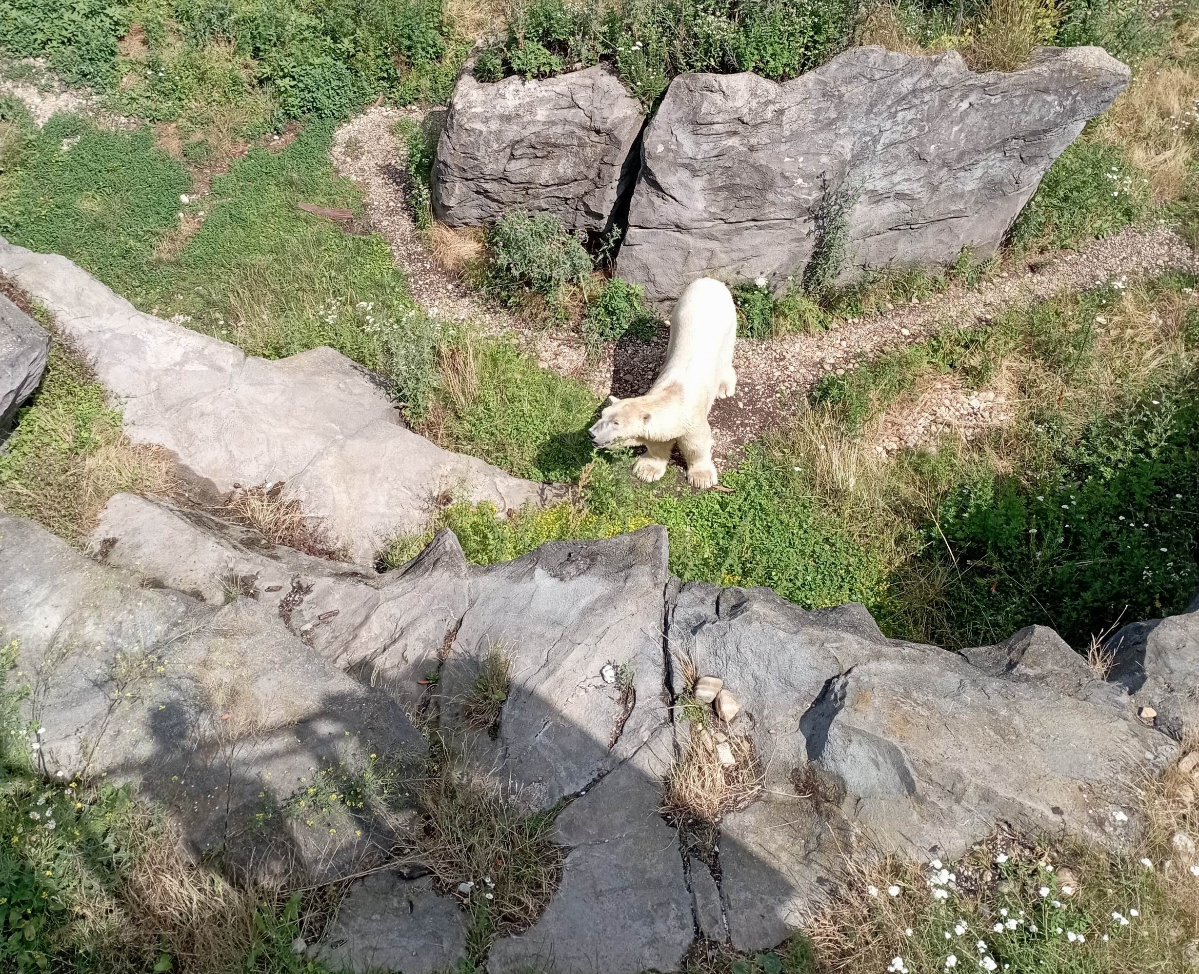 31 ZOO Vídeň