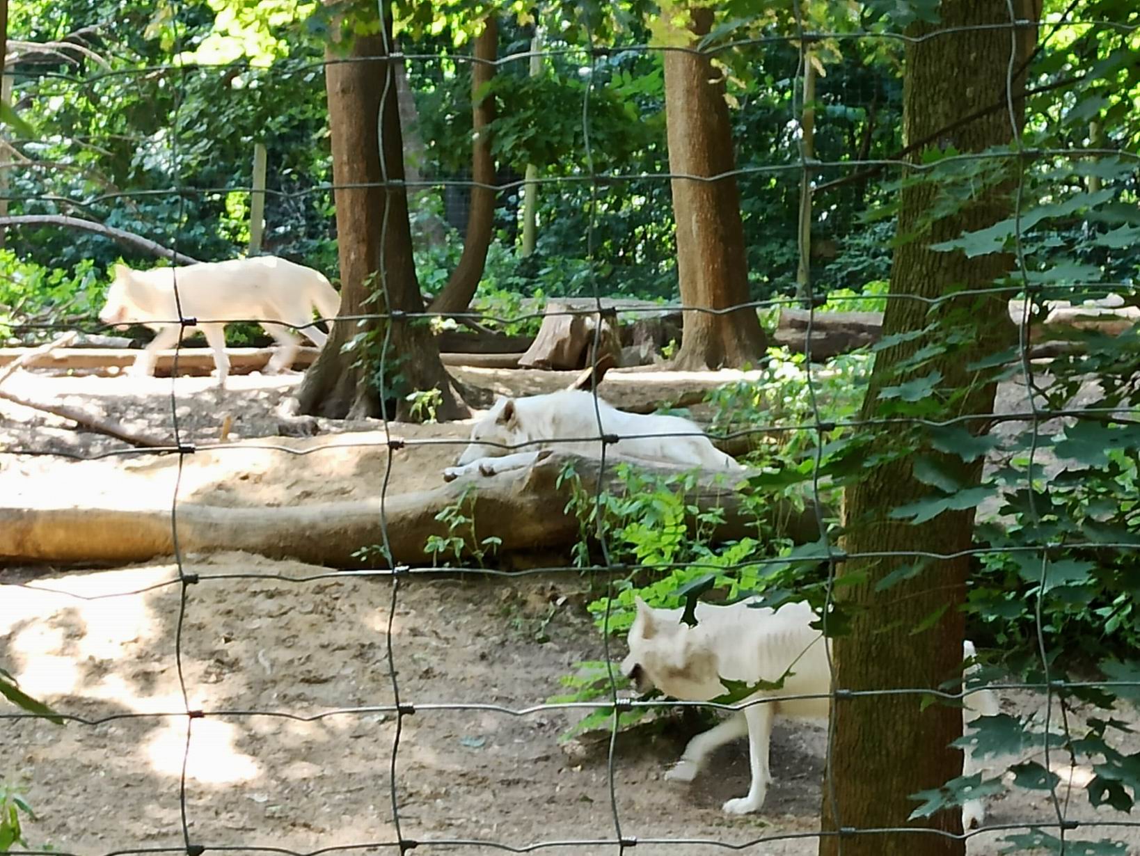 33 ZOO Vídeň