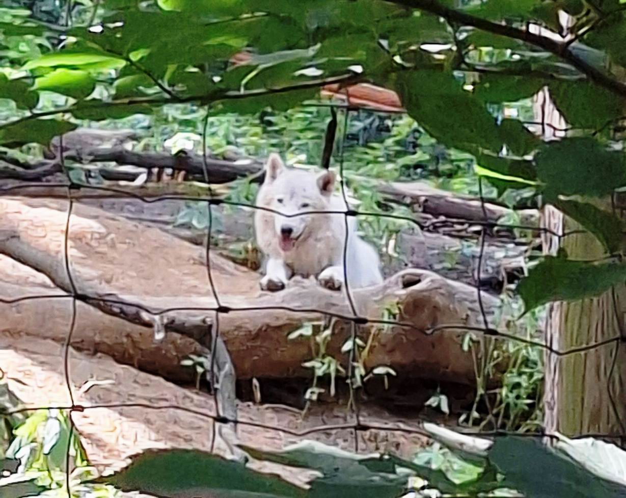 34 ZOO Vídeň