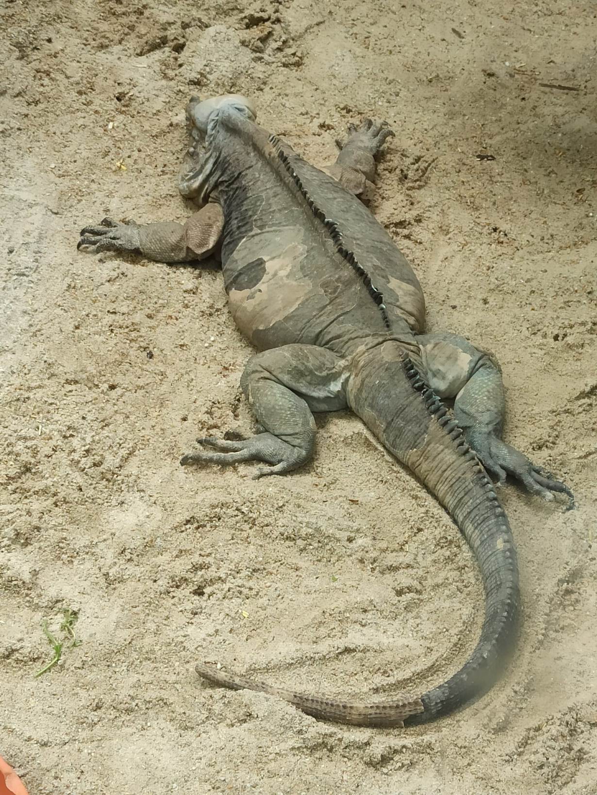 40 ZOO Vídeň