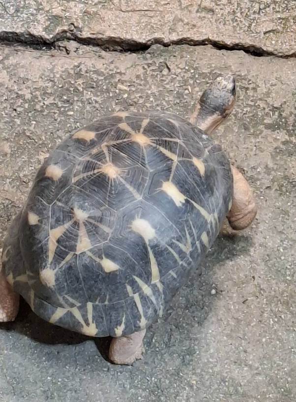 41 ZOO Vídeň