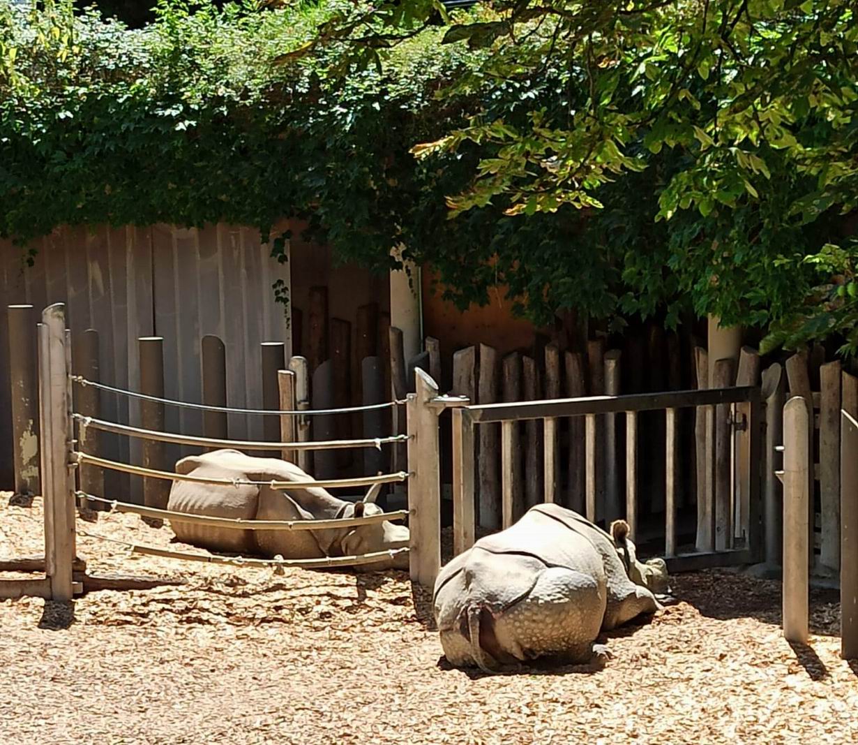 43 ZOO Vídeň