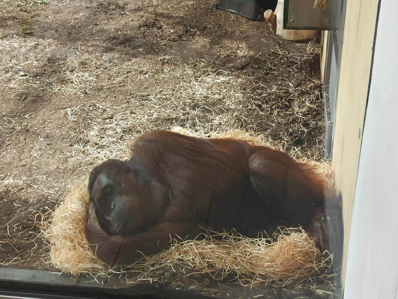 49 ZOO Vídeň