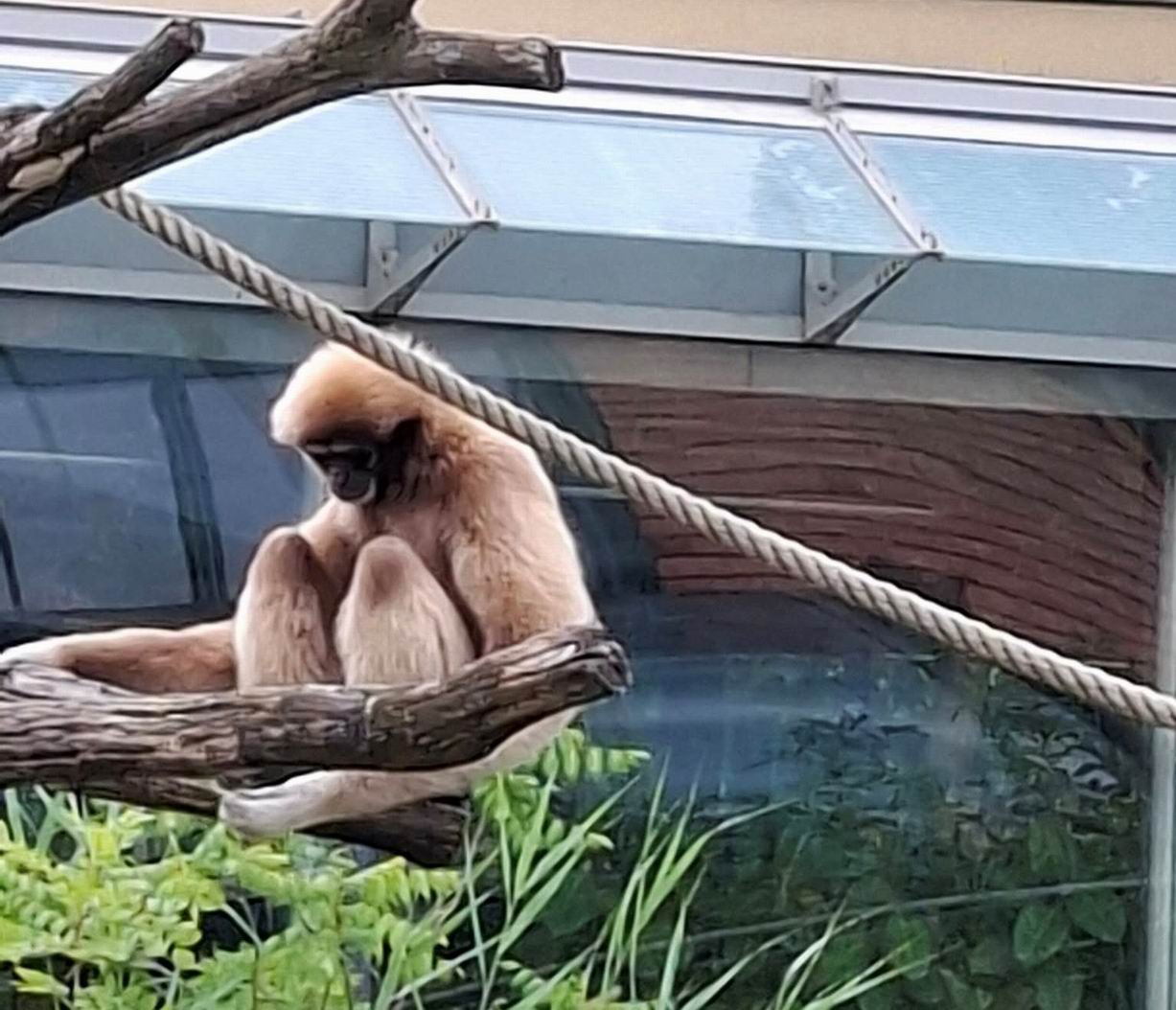 50 ZOO Vídeň
