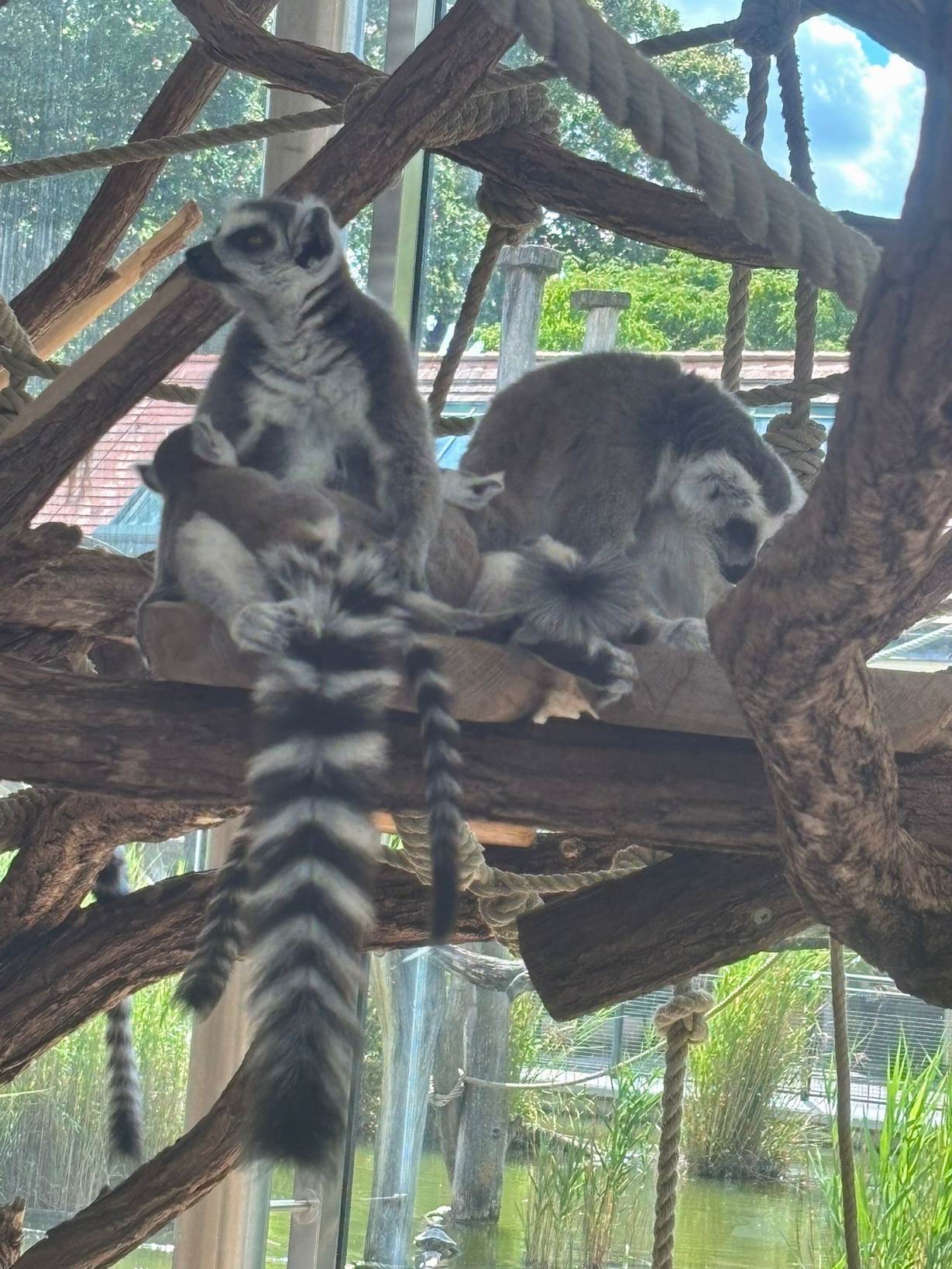 51 ZOO Vídeň