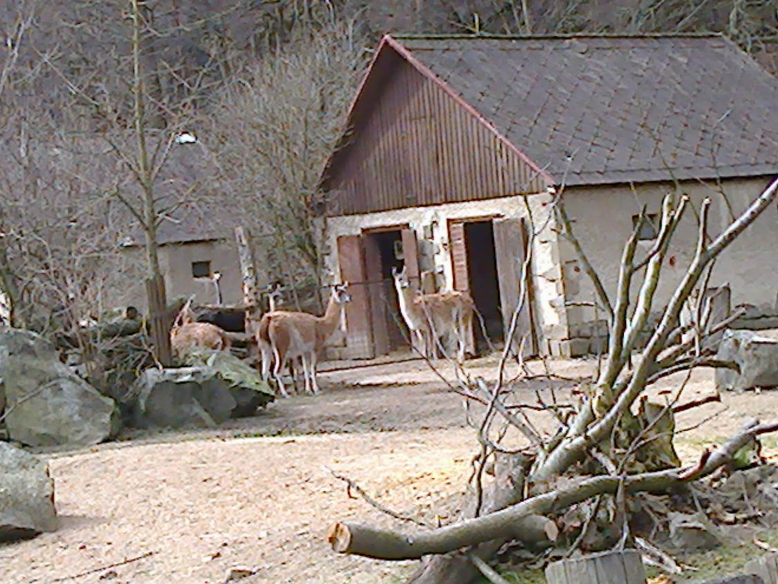 ZOO Jihlava 2016 jaro 20