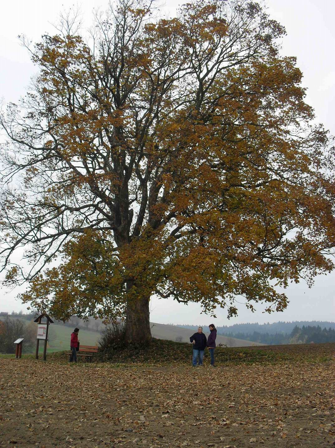 podzim v Bystrém 1062