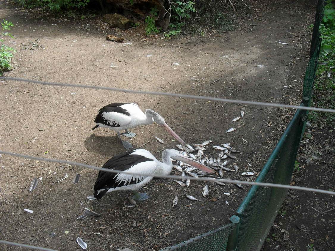 11 ZOO Plzeň 2019