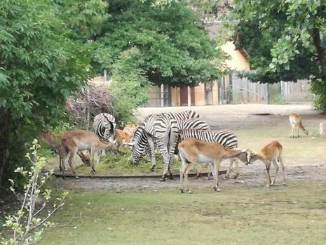 27 ZOO Plzeň 2019