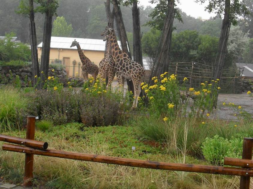 29 ZOO Plzeň 2019