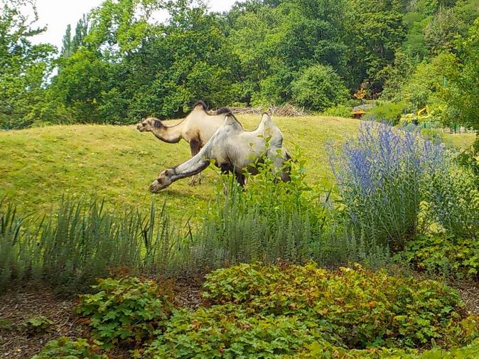 30 ZOO Plzeň 2019