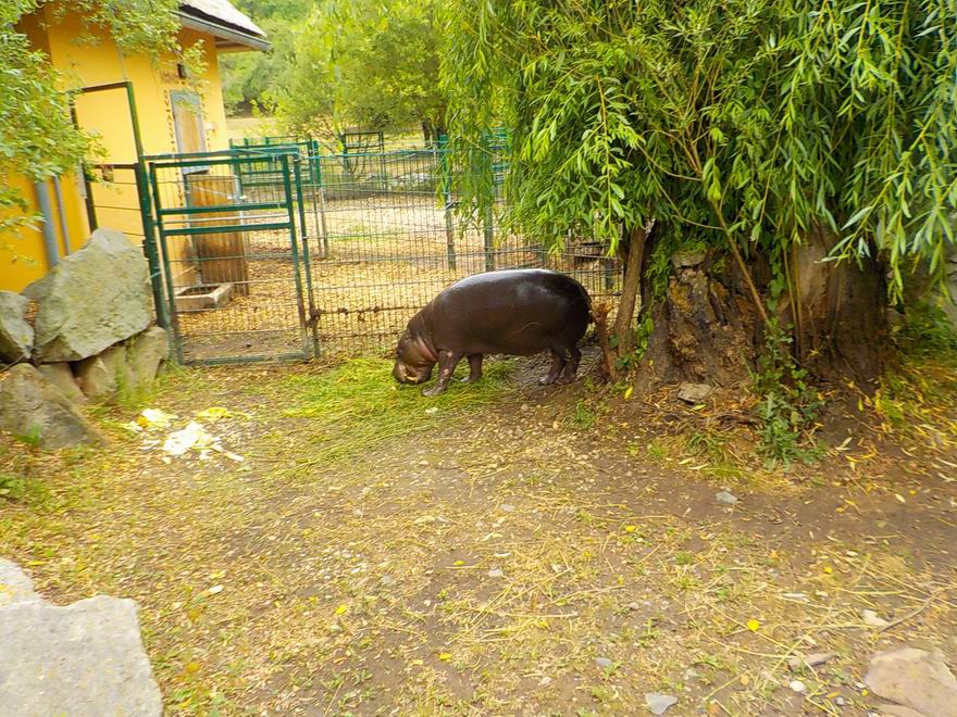 38 ZOO Plzeň 2019