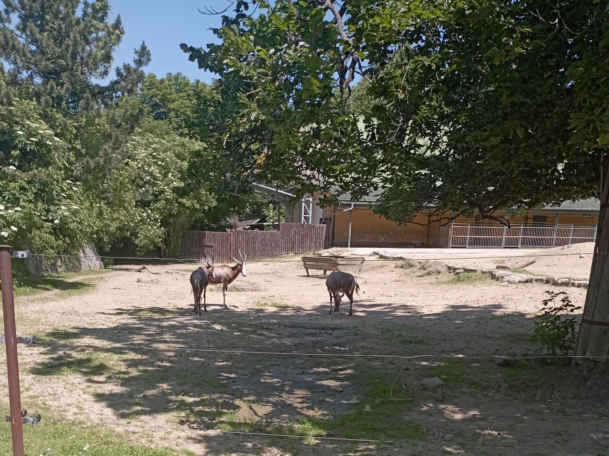 04 O CENU MODRÉHO SLONA