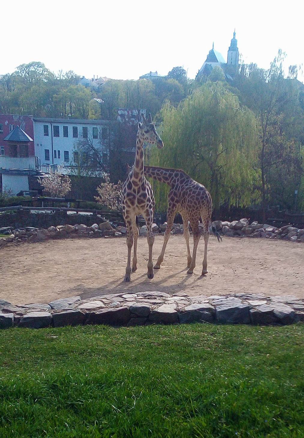 26 VÍTÁME JARO V ZOO