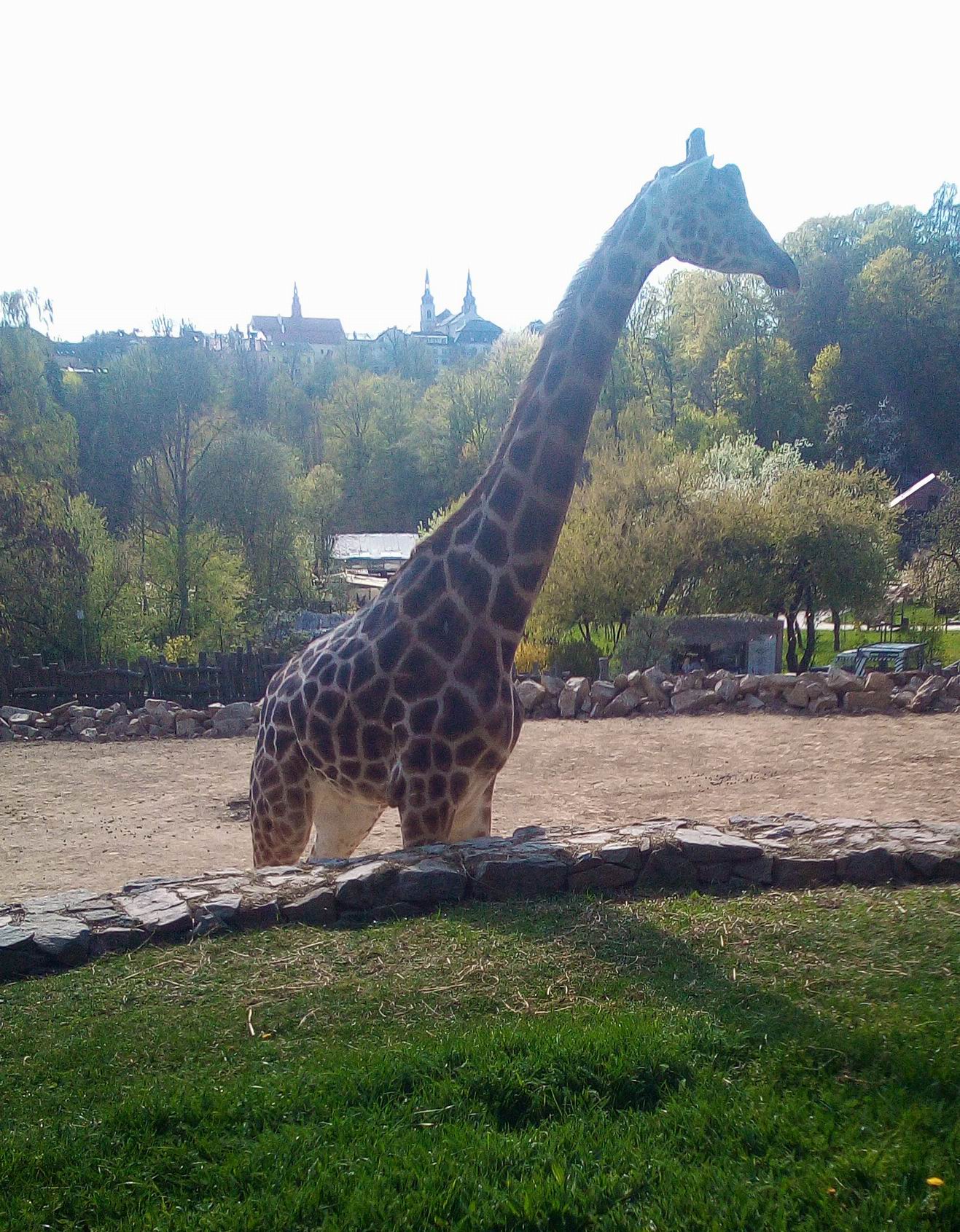 27 VÍTÁME JARO V ZOO