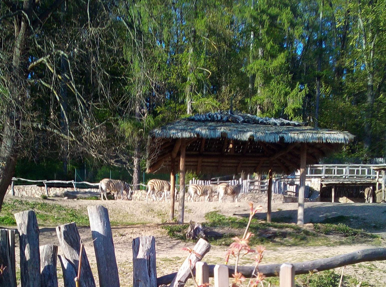 29 VÍTÁME JARO V ZOO