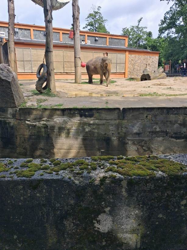 03 O CENU MODRÉHO SLONA